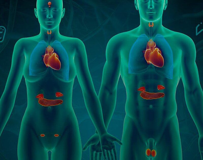 La Relación Entre el Sistema Endocrino y los 7 Chakras