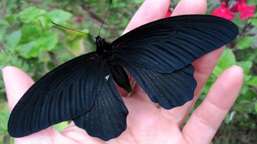 MARIPOSA NEGRA