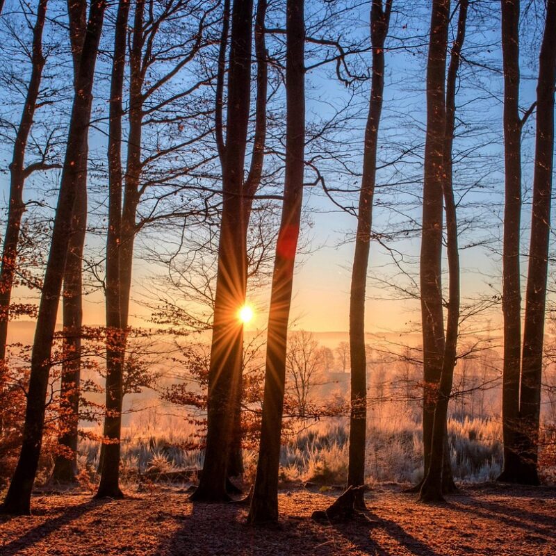 Imagen relacionada con El "idioma" SECRETO de los ÁRBOLES... Técnica para "Hablar" con la Naturaleza