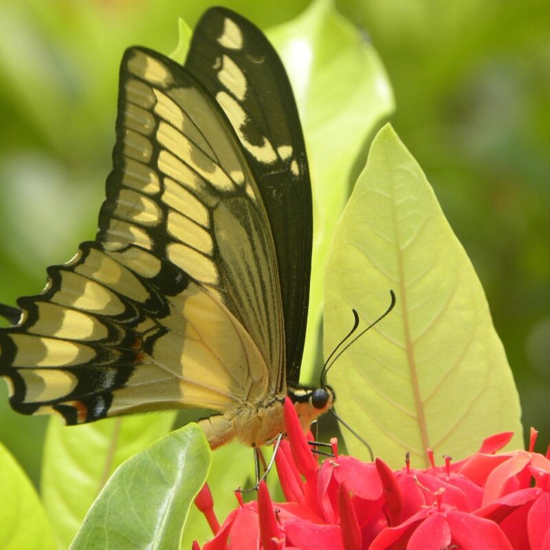 Imagen relacionada con El significado espiritual de ver mariposas alrededor tuyo