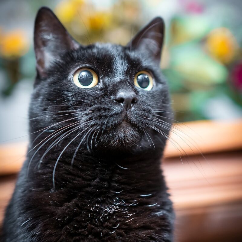 Imagen relacionada con Los GATOS, el animal que armoniza el hogar y el mundo, SECRETOS DEL RONRONEO