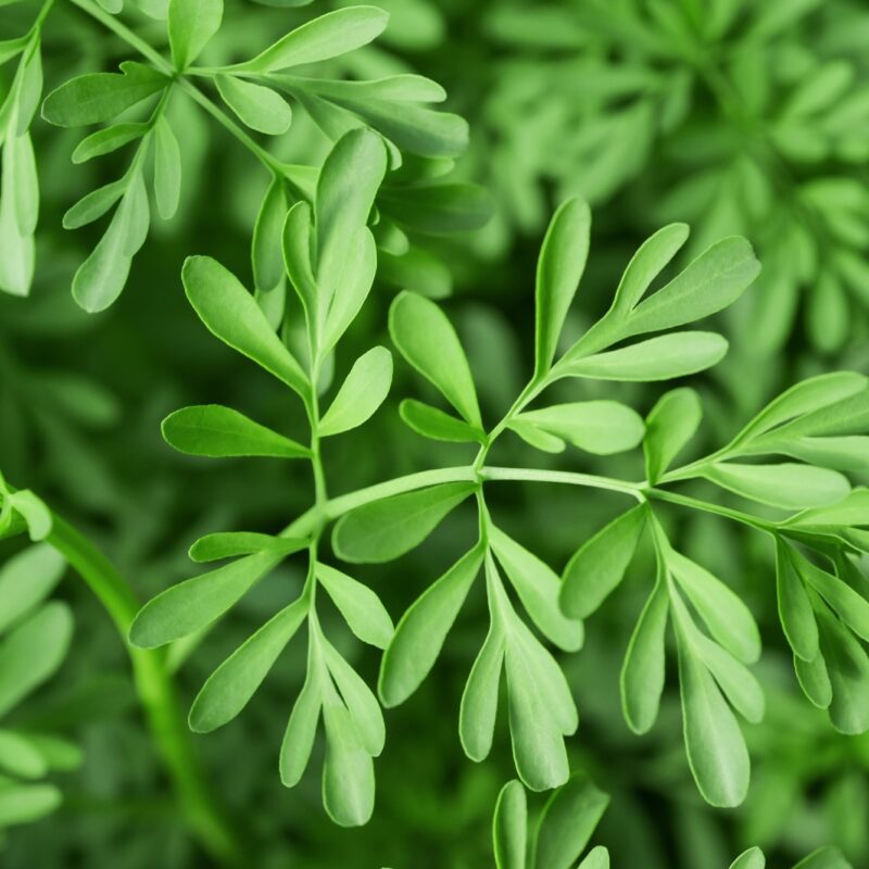 Ruda, la Hierba Protectora, Usos, Propiedades y Precauciones