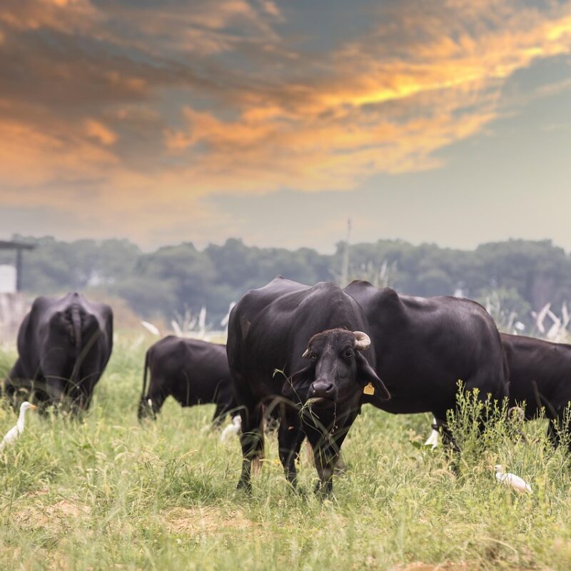 Imagen relacionada con AGENDA 2030: IMPUESTO a la emisión de gases de las VACAS: Buscan crear la tasa ambiental al metano