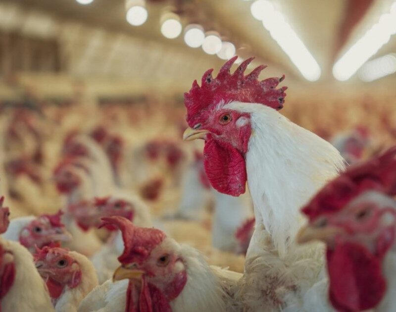 KQa4NWhXl 1200x630 1