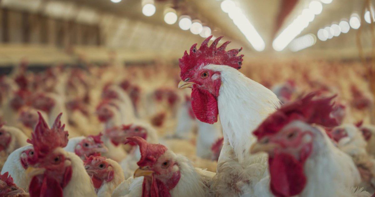 KQa4NWhXl 1200x630 1