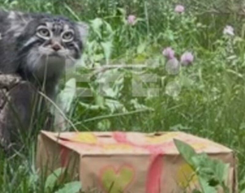 iPaW9tTW4 1200x630 1