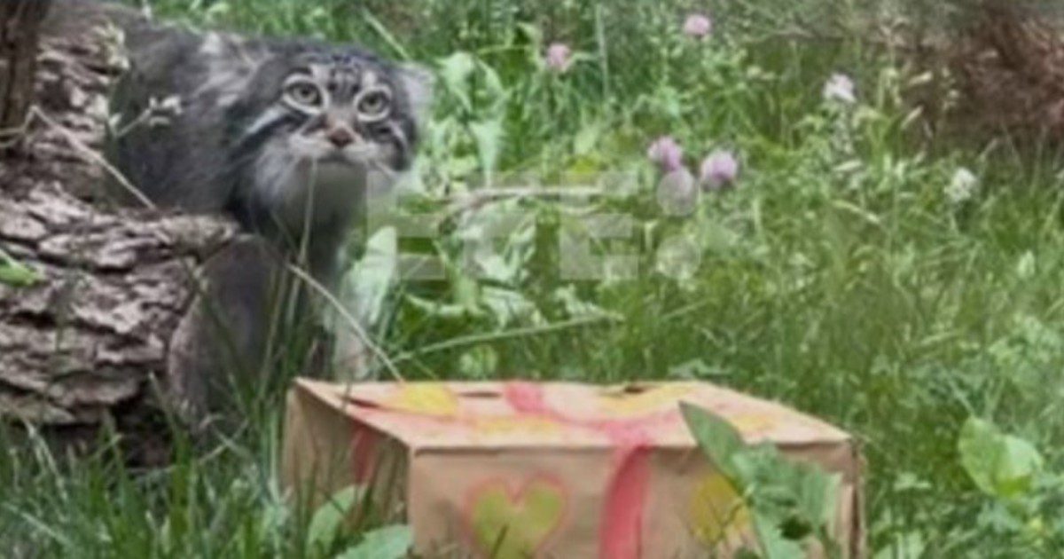 iPaW9tTW4 1200x630 1